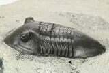 Inflated Isotelus Trilobite - Walcott-Rust Quarry, NY #269707-1